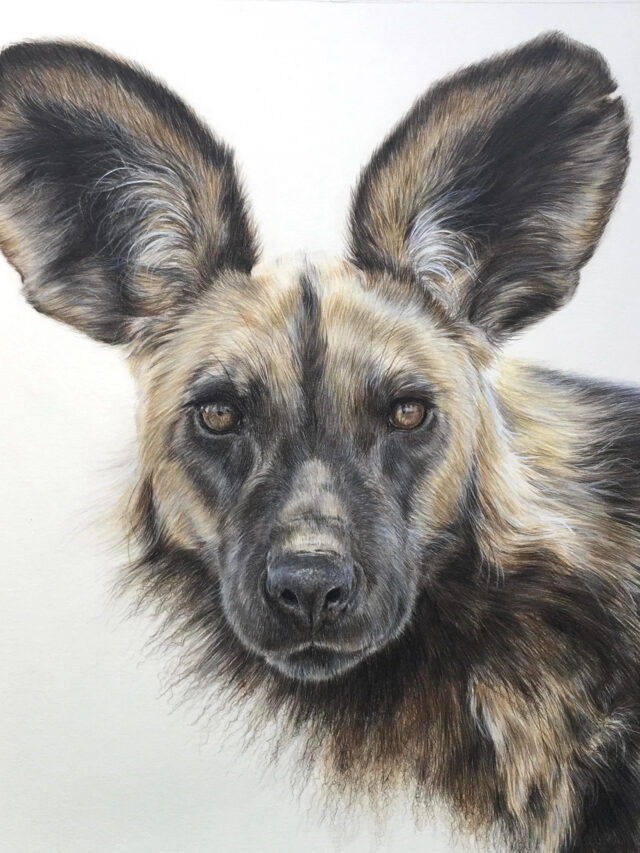 top-10-wild-dog-breeds-in-the-world-ascuretech