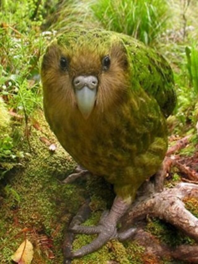 Top 10 Longest Living Animals AscureTech top-10-longest-living-animals-ascuretech