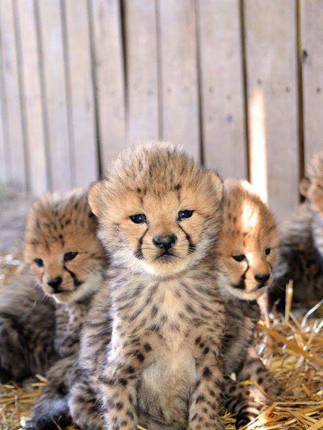 The First Cheetah Cubs Born in India in over 79 years - AscureTech