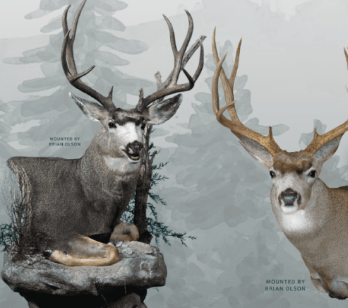 Muska Taxidermy wildlife taxidermy services store